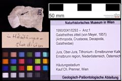 Foto (Objekt + Etiketten) von Galatheithes zitteli (von Meyer, 1851) (NHMW-GEO-1990-0041-0293)